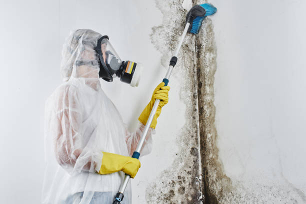 Professional Mold Removal in Federal Heights, CO